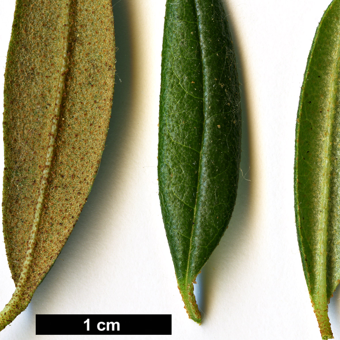 High resolution image: Family: Ericaceae - Genus: Rhododendron - Taxon: trichostomum